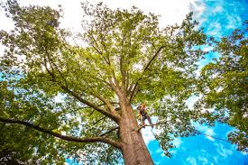 Best Root Management and Removal  in Lumberton, TX