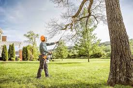 Best Tree Preservation Services  in Lumberton, TX