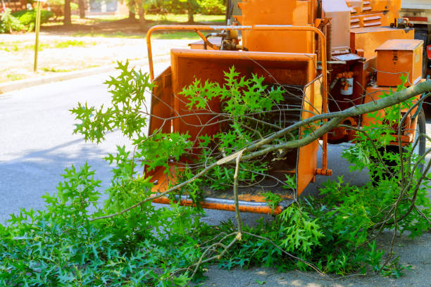 Best Fruit Tree Pruning  in Lumberton, TX