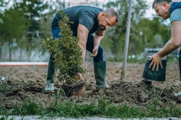 Best Emergency Tree Removal  in Lumberton, TX