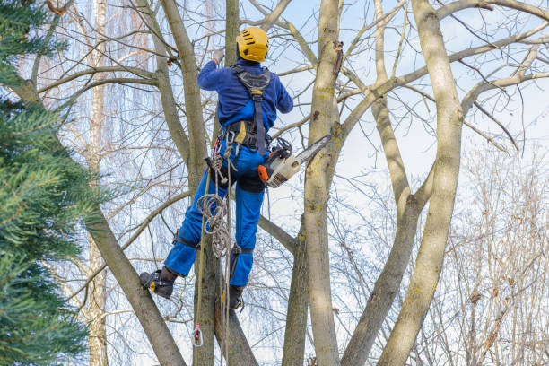 How Our Tree Care Process Works  in  Lumberton, TX