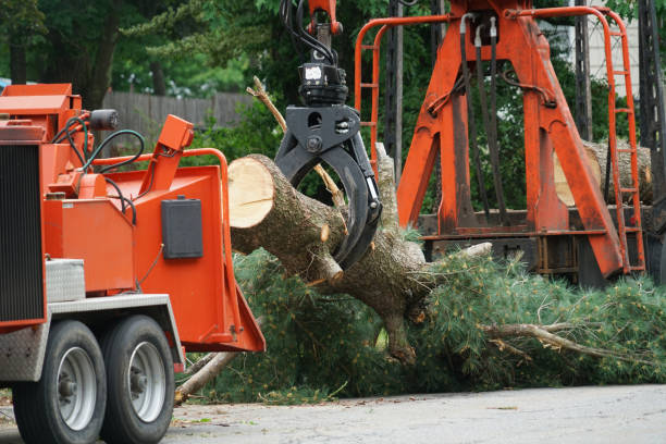 Best Tree Mulching  in Lumberton, TX