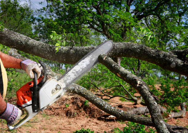 Lawn Pest Prevention in Lumberton, TX